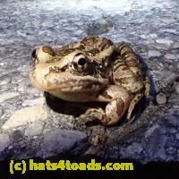 /home//u458753944/public_html/sourcegallery////Roxborough Toad Detour/2013-2019/2019/54230785_10218763678471995_523854369364377600_o.jpg